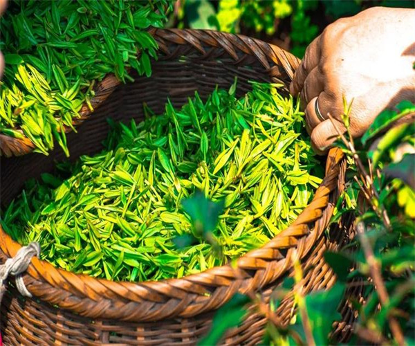 茶叶营养成分检测 绿茶水浸出物检测